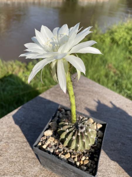 Echinopsis Hybr. weiss